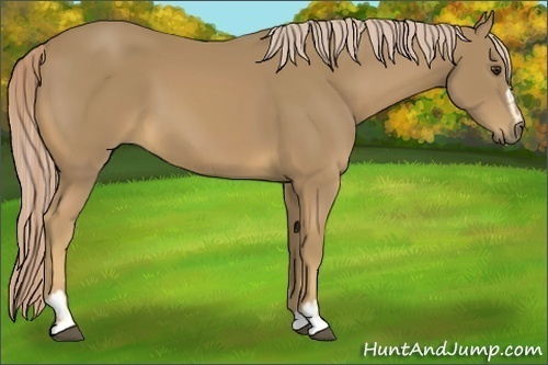 Horse Color:Palomino Sabino