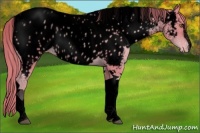 Horse Color:Void Watercolor Chestnut Pearl Sabino Tobiano Near Leopard Rabicano