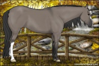 Horse Color:Grullo 