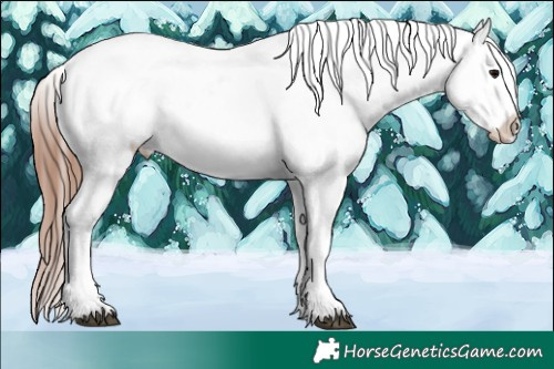 Horse Color:White Spotted Black Appaloosa 
