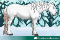 Horse Color:White Spotted Black Appaloosa 