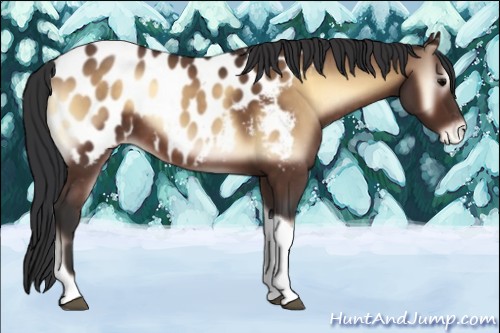 Horse Color:Bay Onyx Tobiano Appaloosa 