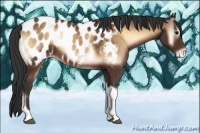 Horse Color:Bay Onyx Tobiano Appaloosa 