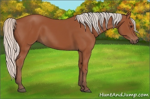 Horse Color:Silver Bay 