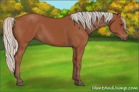 Horse Color:Silver Bay 