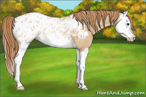 Horse Color:Red Dun Splash Appaloosa