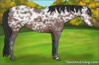 Horse Color:Brown Ice