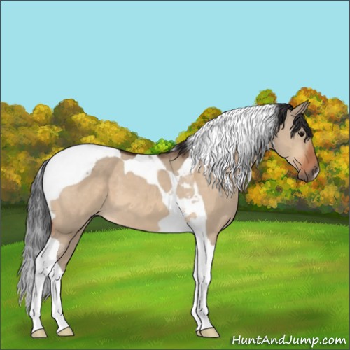 Horse Color:Bay Dun Tobiano 