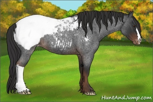 Horse Color:Liver Red Roan Snowcap