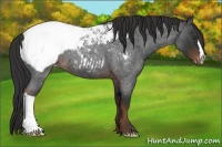 Horse Color:Liver Red Roan Snowcap 