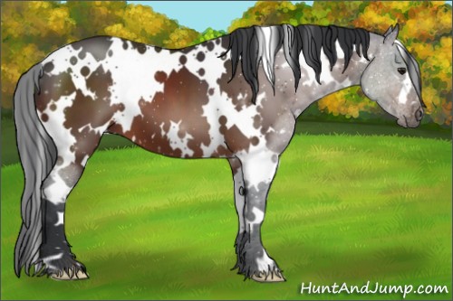 Horse Color:White Spotted Brown 