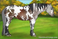 Horse Color:White Spotted Brown 