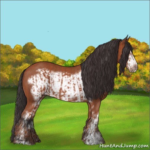 Horse Color:Bay Sabino Rabicano  and Bay Sabino Frame Rabicano 