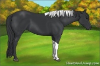 Horse Color:Black Tobiano 