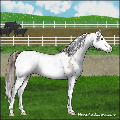 Horse Color:Bay Sabino Rabicano  and Chestnut Sabino Rabicano 
