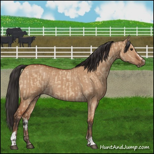 Horse Color:Bay Dun Sabino Rabicano  and Bay Dun Sabino 