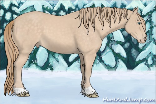 Horse Color:Perlino 
