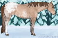 Horse Color:White Spotted Brown Ice Pearl Tobiano Snowcap 