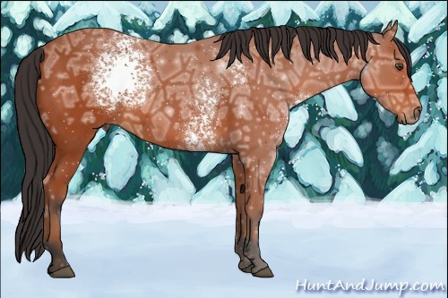 Horse Color:White Spotted Bay Ice 