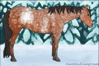 Horse Color:White Spotted Bay Ice 