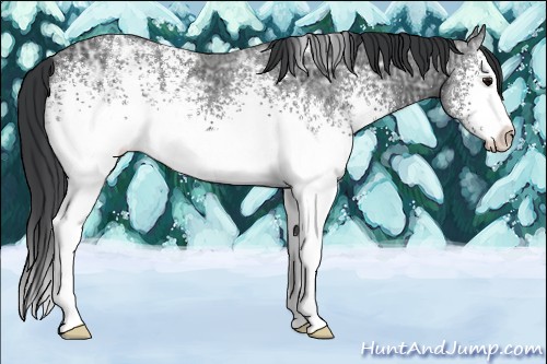 Horse Color:White Spotted Black Ice Varnish 