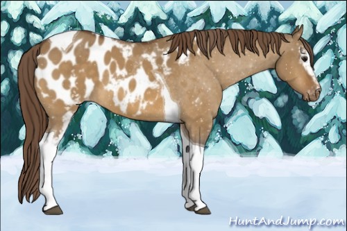 Horse Color:White Spotted Buckskin Dun Tobiano Blanket 