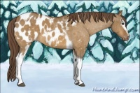 Horse Color:White Spotted Buckskin Dun Tobiano Blanket 
