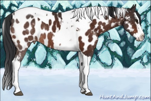 Horse Color:White Spotted Brown Splash Tobiano Appaloosa Rabicano 