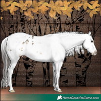 Horse Color:Buckskin Splash Tobiano Frame Blanket 