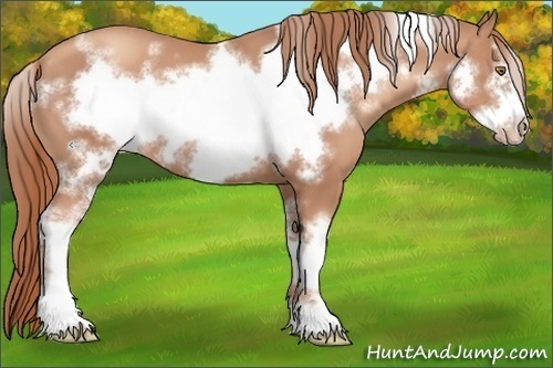 Horse Color:White Spotted Gold Champagne Sabino Frame