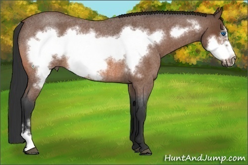 Horse Color:Bay Roan Frame Rabicano 