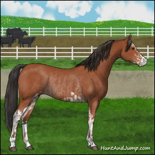 Horse Color:Bay Sabino Rabicano  and Bay Sabino Rabicano 