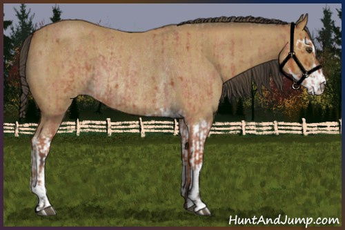 Horse Color:Bay Roan Sabino Rabicano and Buckskin Roan Sabino Rabicano