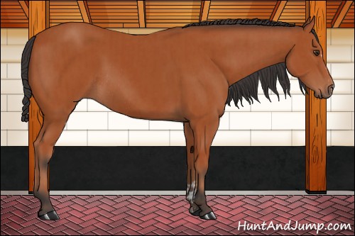 Horse Color:Bay Sabino Rabicano and Bay Sabino Rabicano