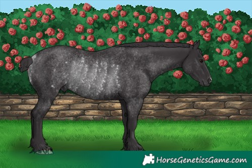 Horse Color:Smoky Black Rabicano