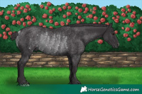Horse Color:Smoky Black Rabicano 