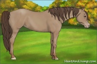 Horse Color:Classic Champagne 