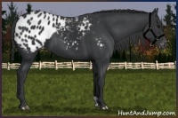 Horse Color:Black Appaloosa 