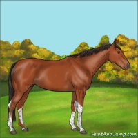 Horse Color:Bay Tobiano Rabicano