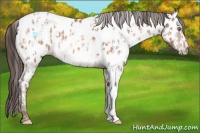 Horse Color:Sable Champagne Appaloosa and Sable Champagne Appaloosa