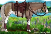 Horse Color:Silver Black Sabino Rabicano 