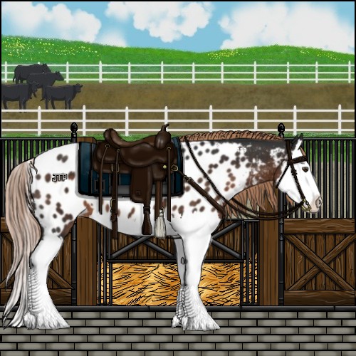 Horse Color:Liver Chestnut Splash Appaloosa 