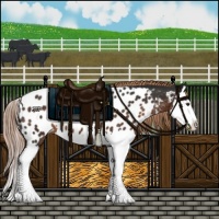 Horse Color:Liver Chestnut Splash Near Leopard 