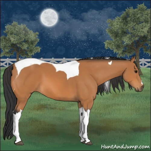 Horse Color:Bay Tobiano