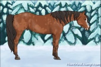 Horse Color:Bay Sabino Rabicano  and Bay Sabino Splash Rabicano 