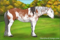 Horse Color:Bay Sabino Rabicano  and Bay Sabino Rabicano 