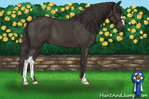 Horse Color:Smoky Black 