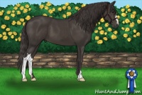 Horse Color:Smoky Black 