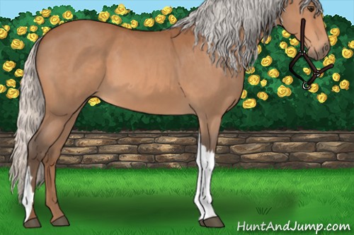 Horse Color:Silver Bay Roan 