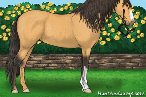 Horse Color:Buckskin 
